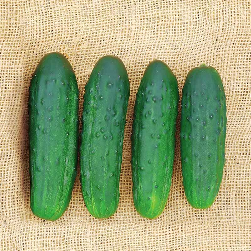 Sassy Cucumbers