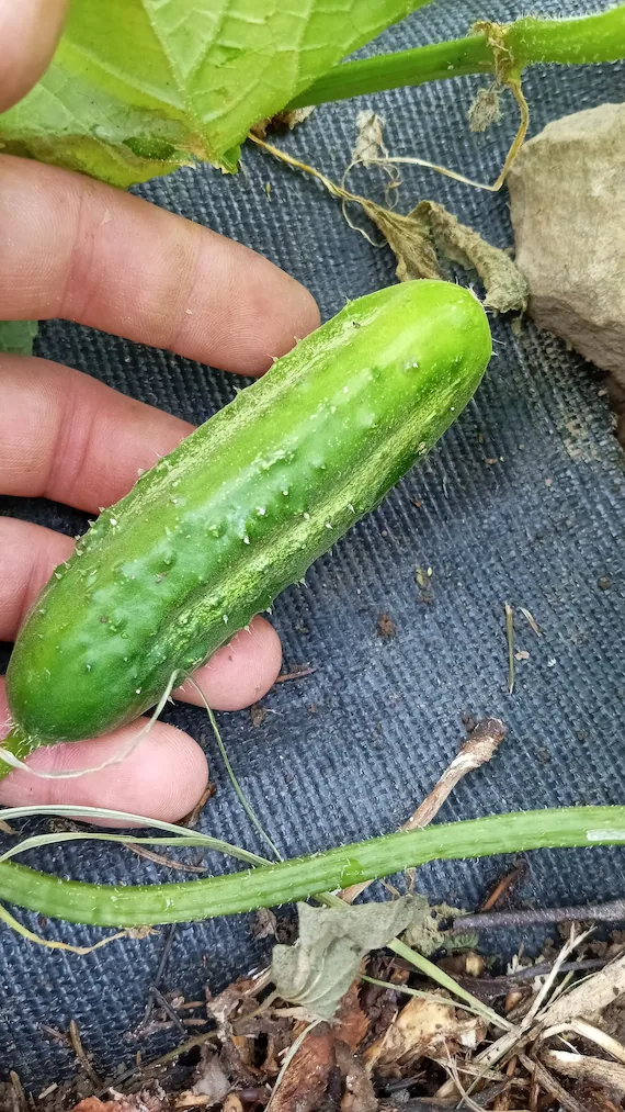 Sumter Cucumbers
