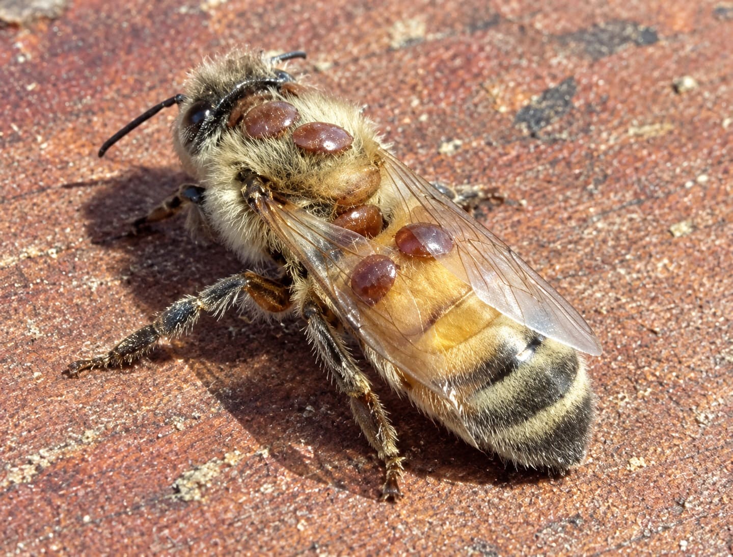 Varroa Mites