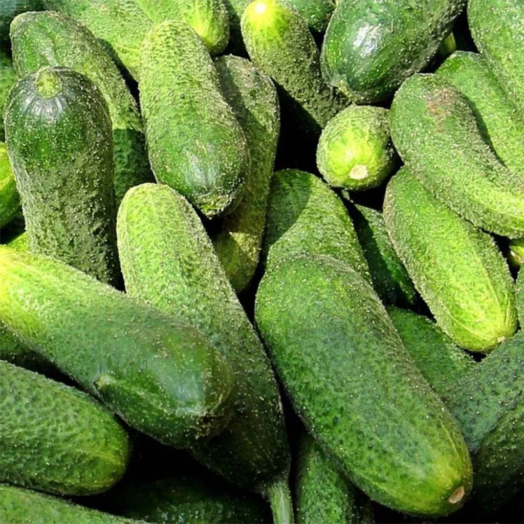 Vert de Massy Cucumbers