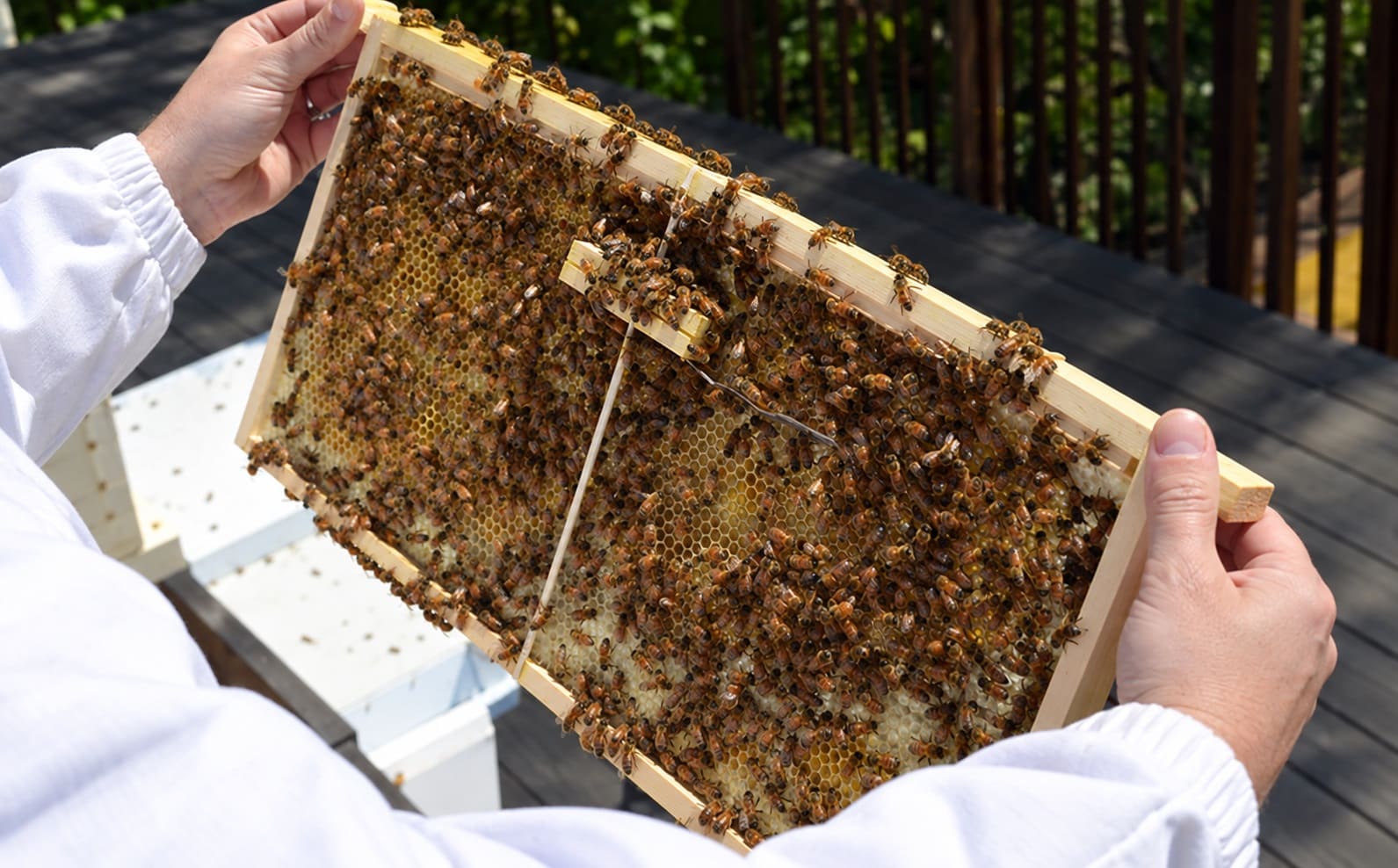 checking package queen bee